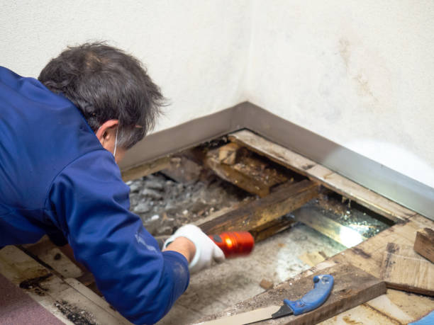 New London, WI Mold Removal Company