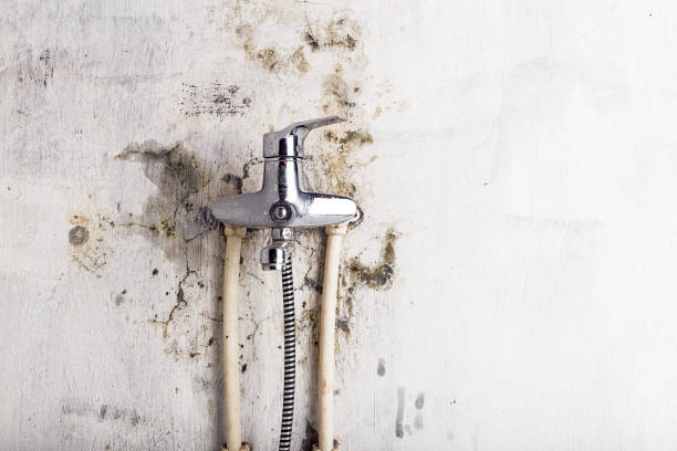  New London, WI Mold Removal Pros