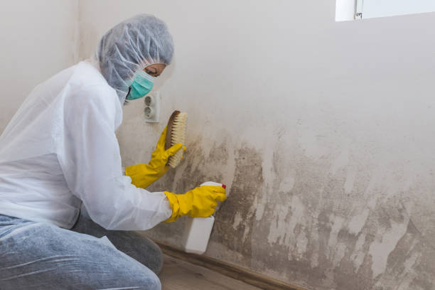 Best Water Damage Restoration  in New London, WI