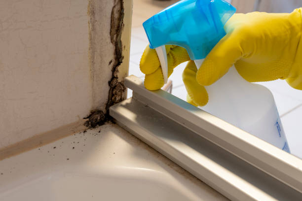 Mold Removal and Inspection in New London, WI