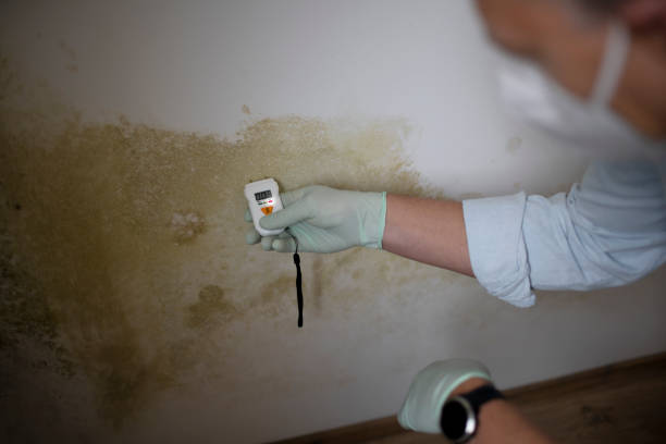 Best Local Mold Removal Service  in New London, WI