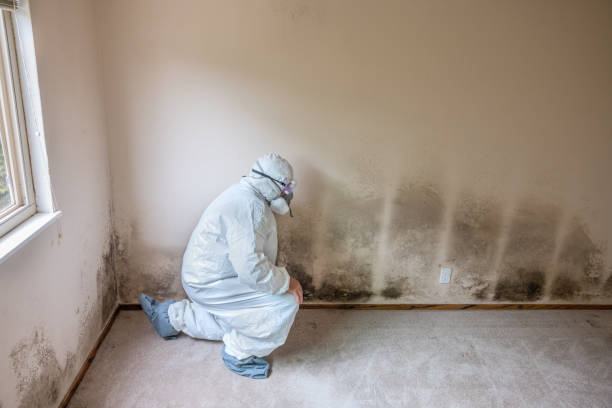 Best Mold Removal Process  in New London, WI