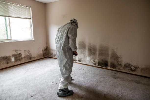Best Water Damage Restoration  in New London, WI