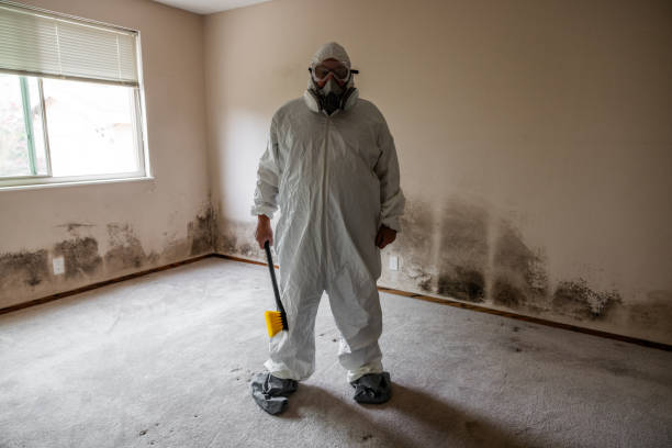 Best Affordable Mold Removal  in New London, WI