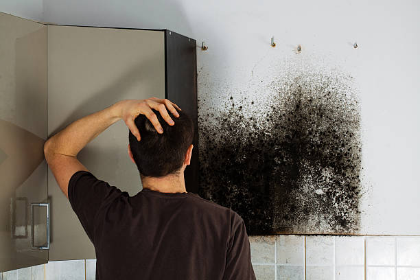 Best Toxic Mold Removal  in New London, WI