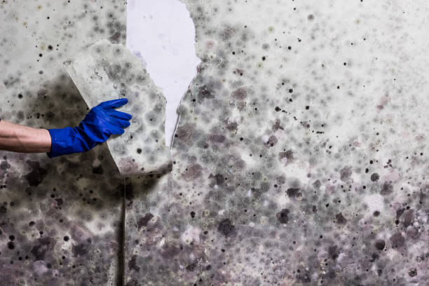 Best Mold Testing  in New London, WI